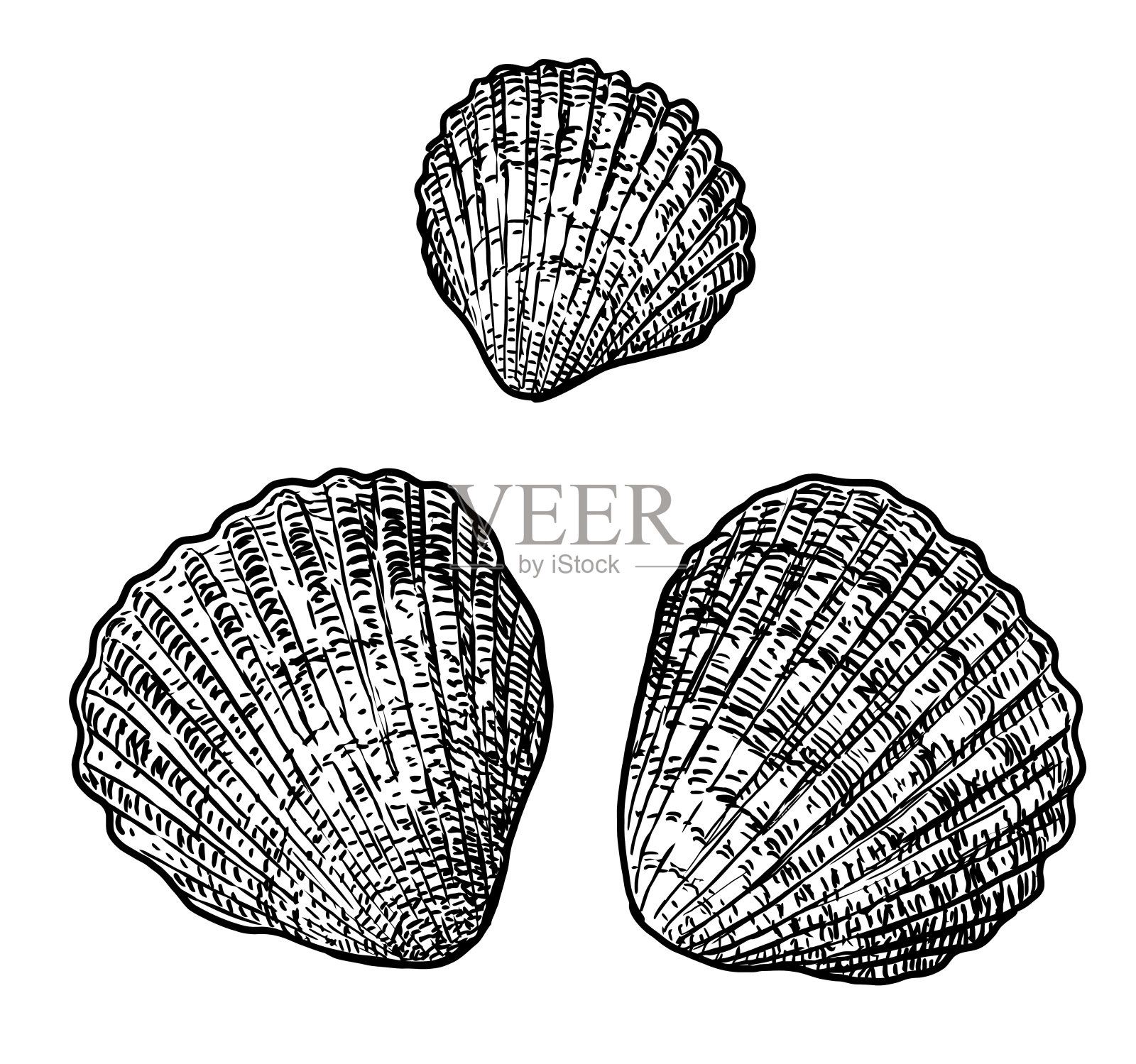 鸟蛤插图、绘画、雕刻、墨水、线条艺术、矢量图设计元素图片