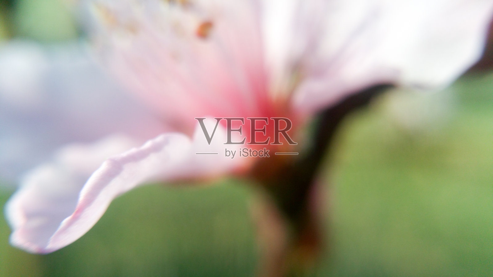 柔软的山茱萸花照片摄影图片