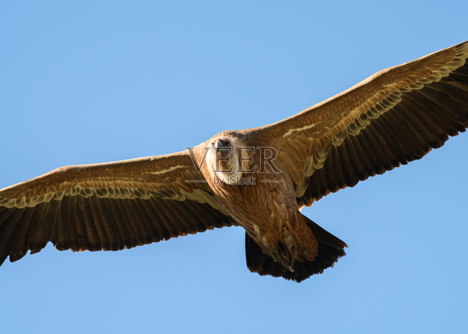 狮鹫在以色列照片摄影图片