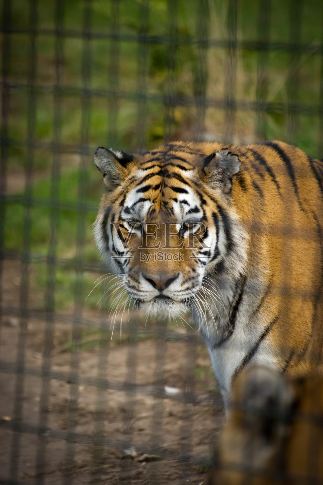 老虎在铁栏后踱步照片摄影图片