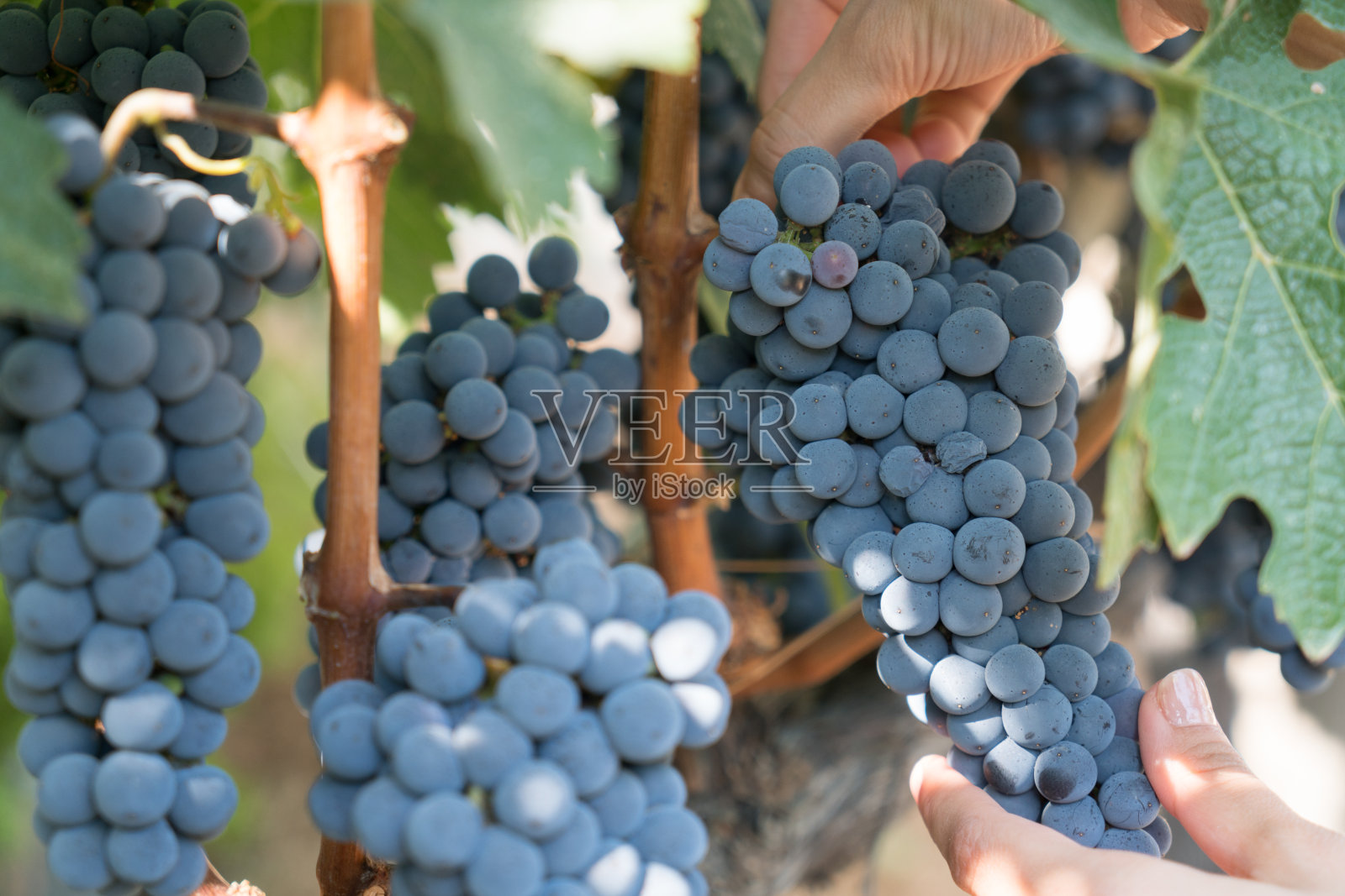 2017年土耳其Bozcaada Canakkale夏季葡萄园葡萄照片摄影图片