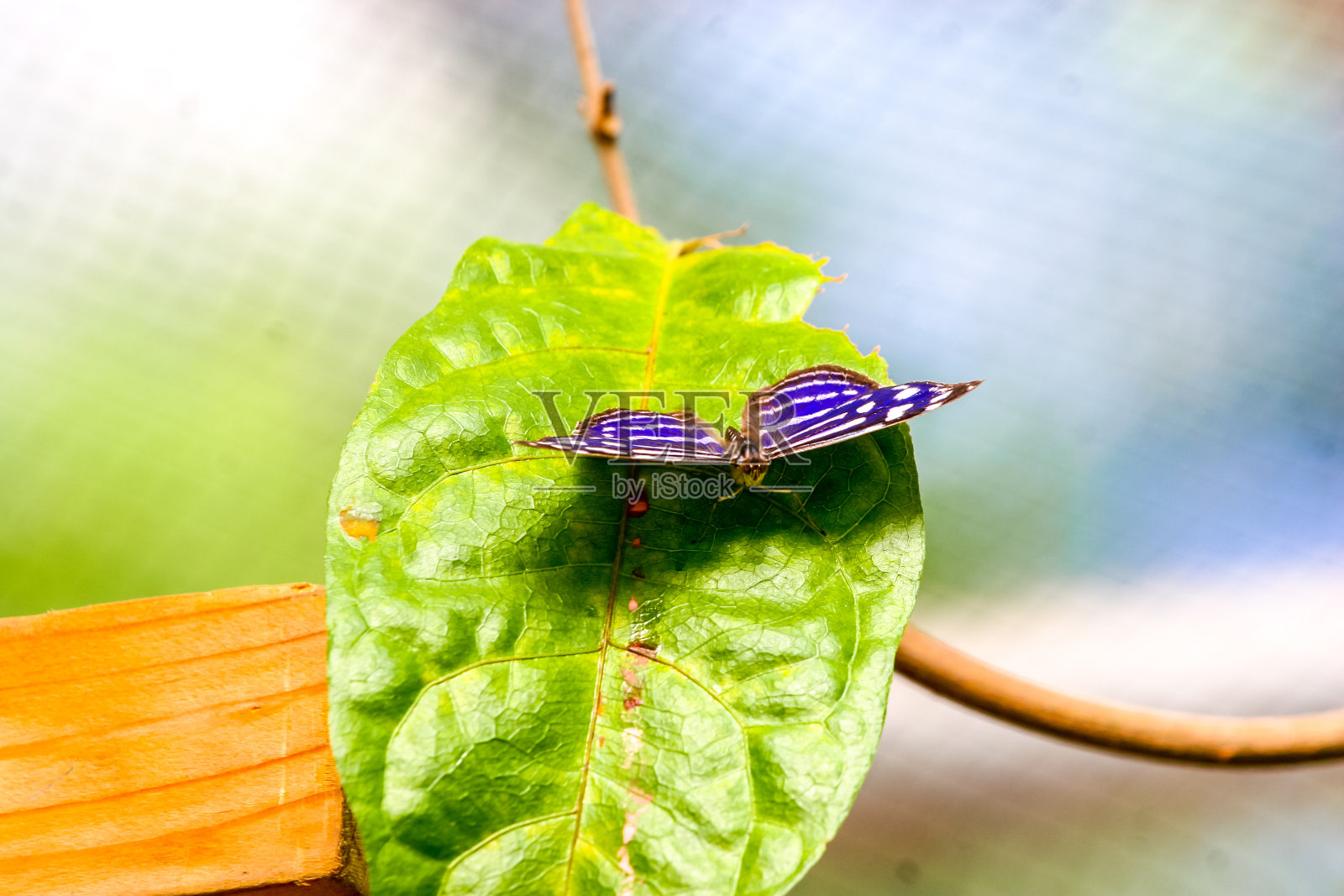 美丽的蝴蝶照片摄影图片