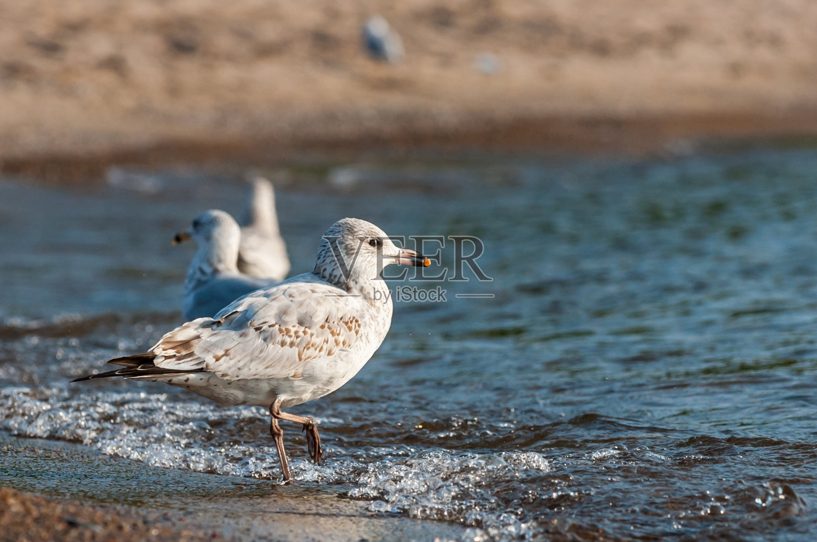 海鸥特写肖像照片摄影图片