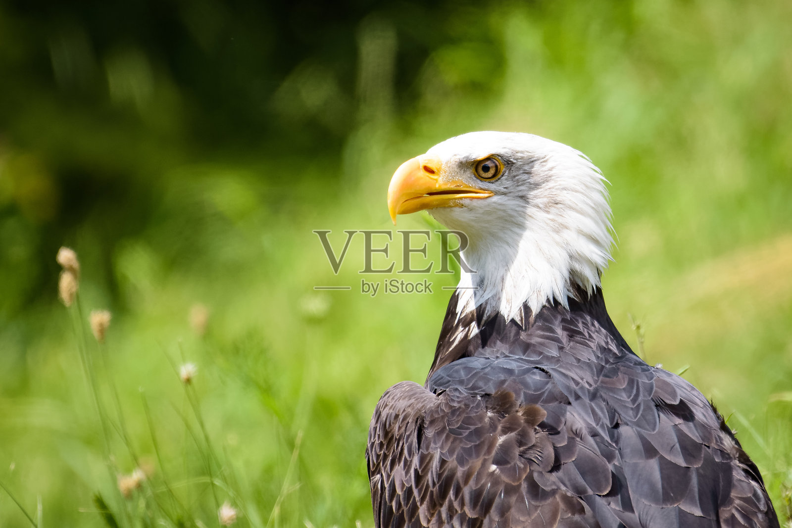 草地上的秃鹰照片摄影图片
