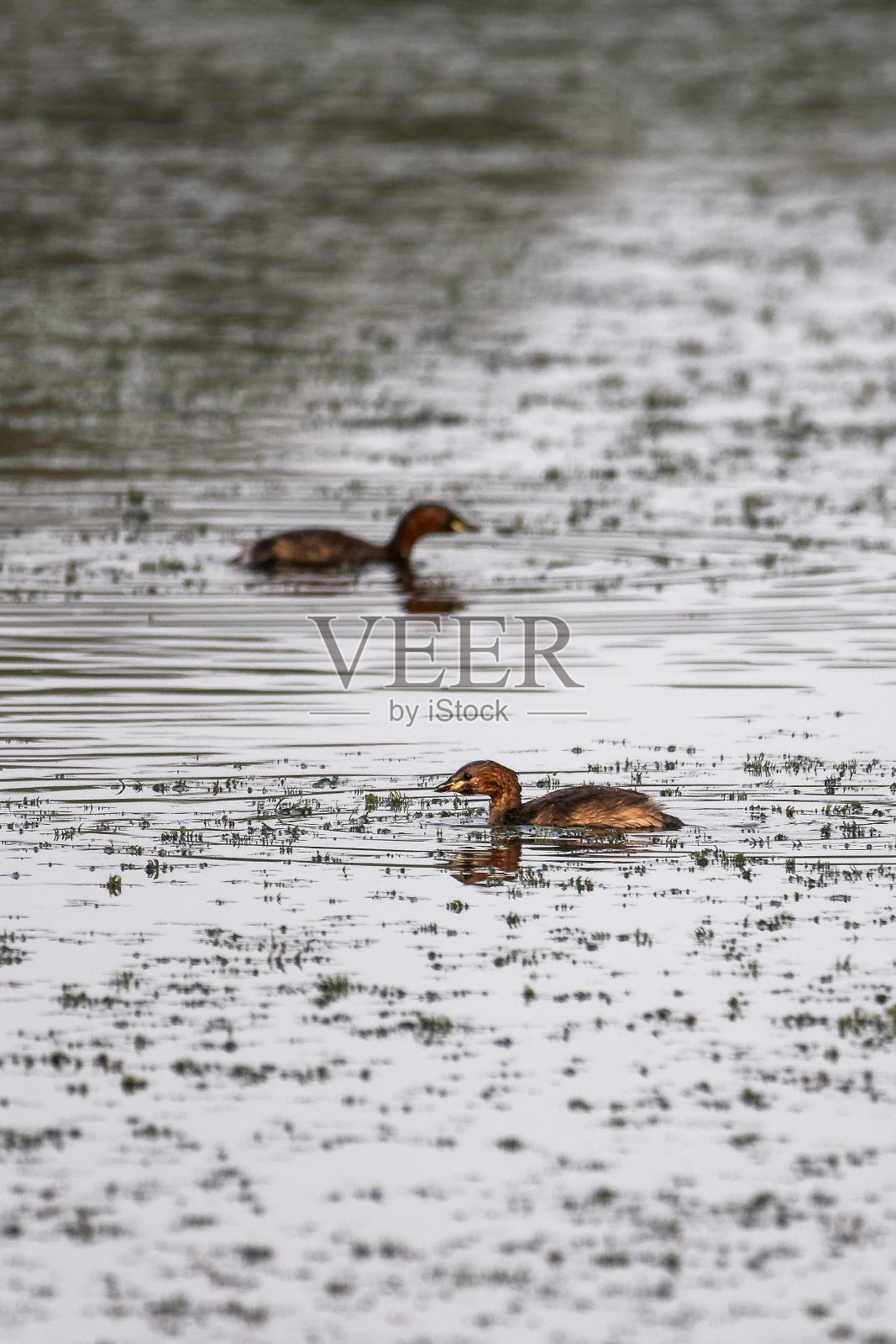 两只小鸊鷉在池塘里找食物照片摄影图片