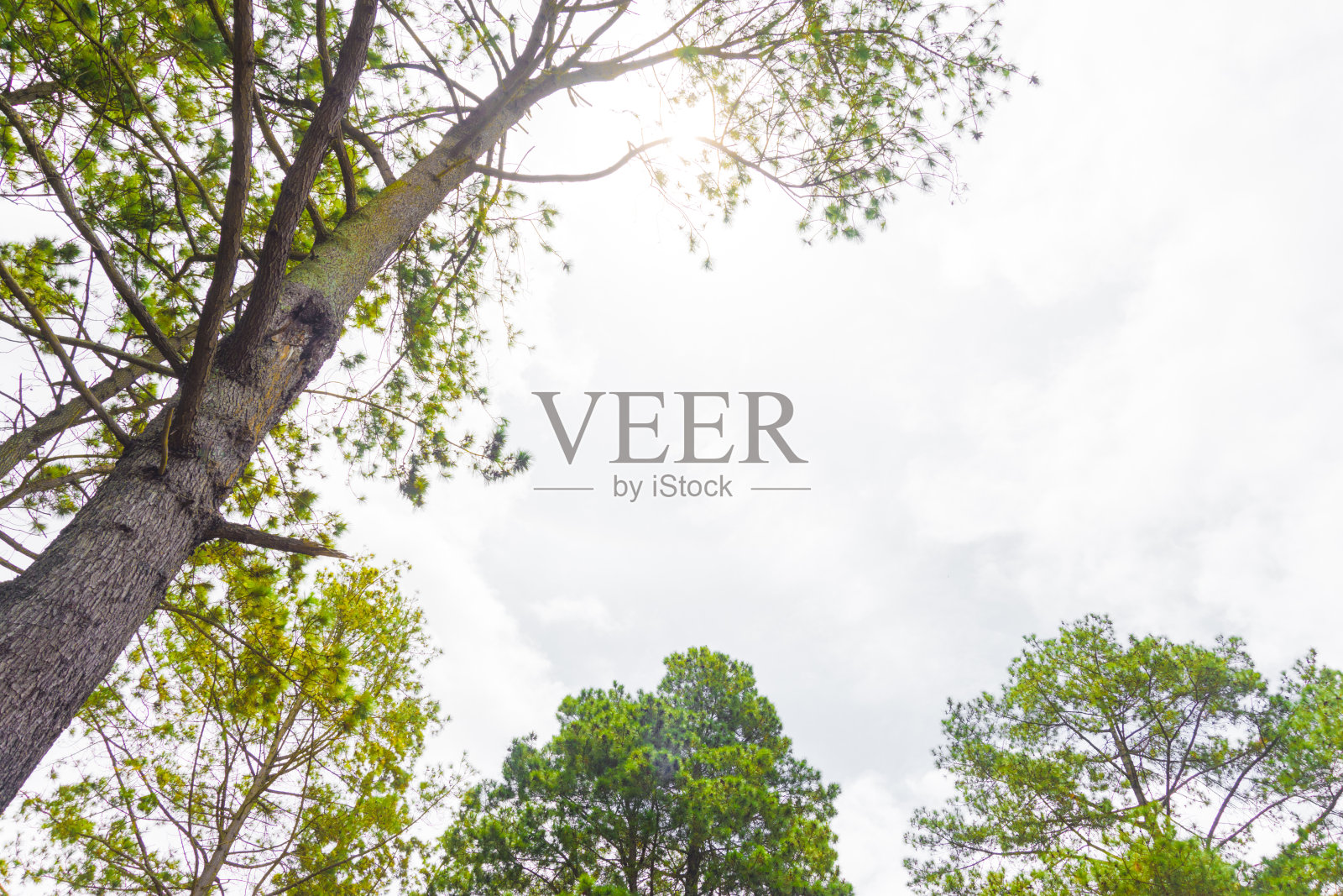 美丽的绿叶孤立的树。照片摄影图片