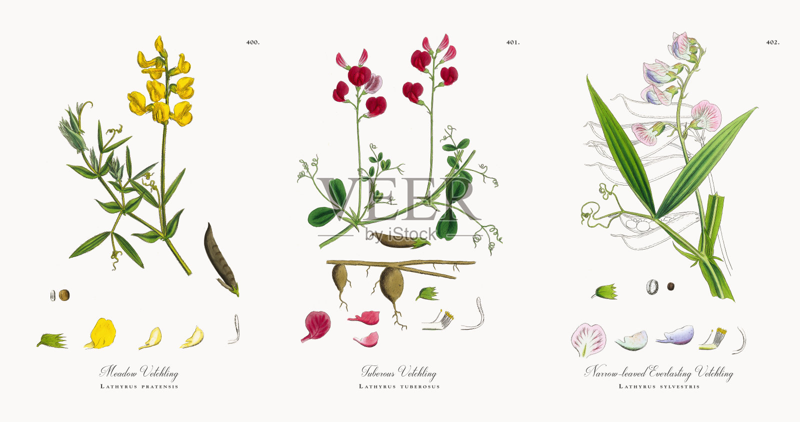 草甸，草皮草，维多利亚植物学插图，1863年插画图片素材