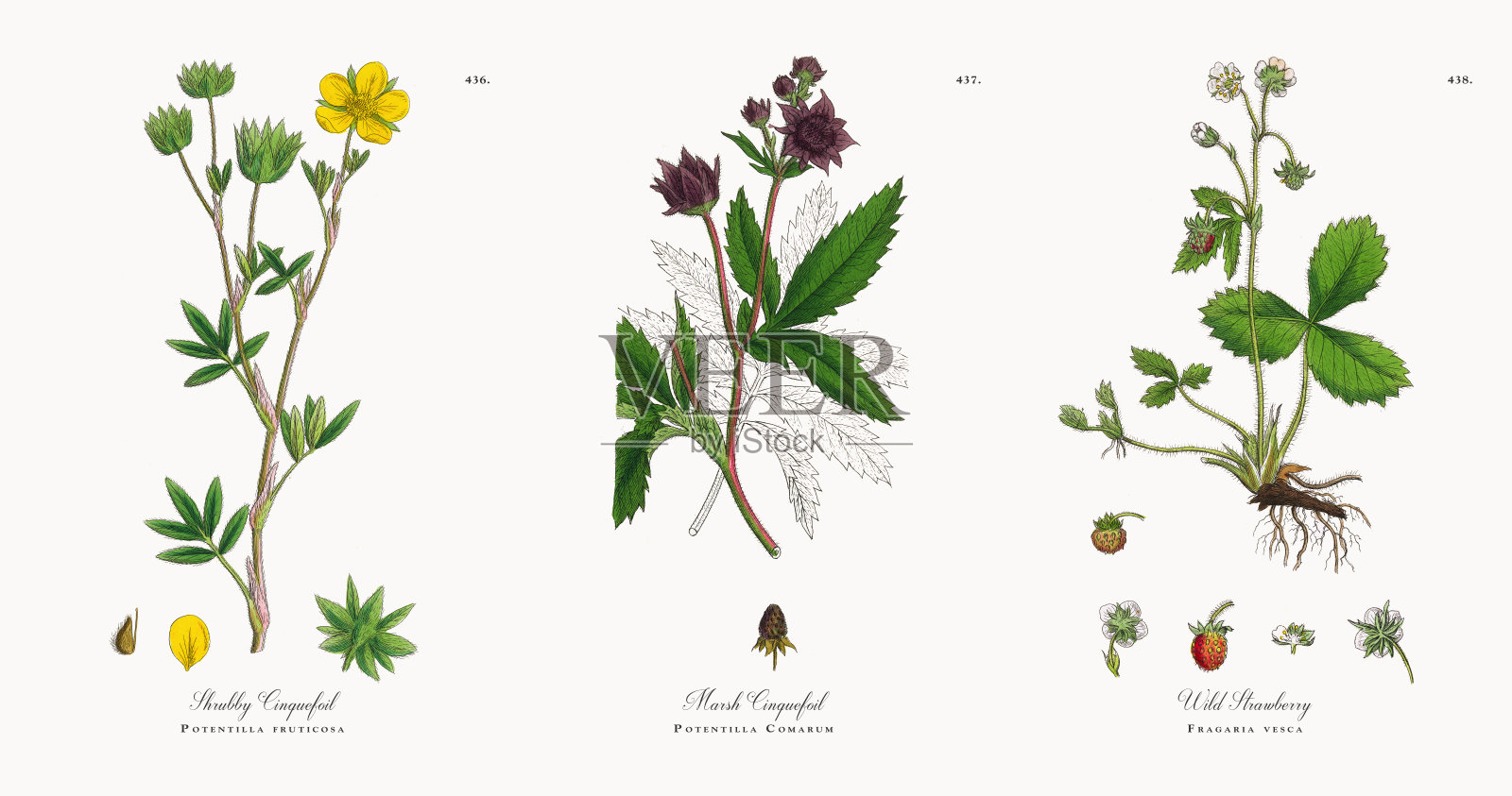 灌木，金露梅，维多利亚植物学插图，1863年插画图片素材