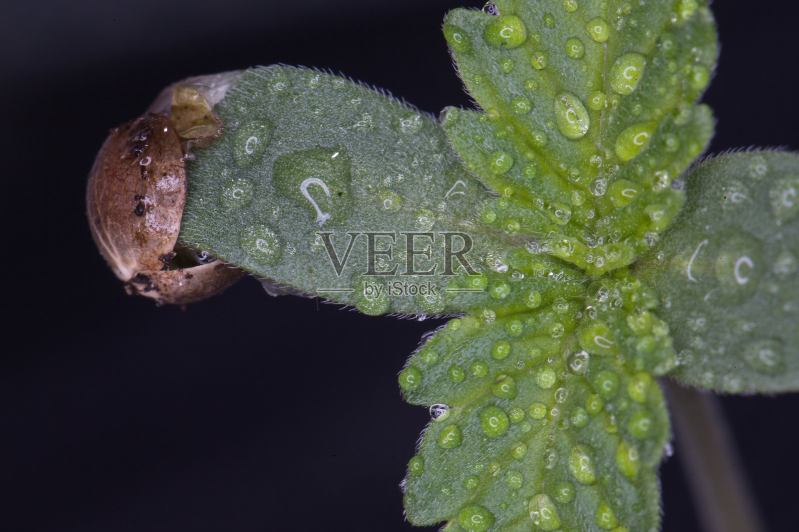 大麻种子植物照片摄影图片