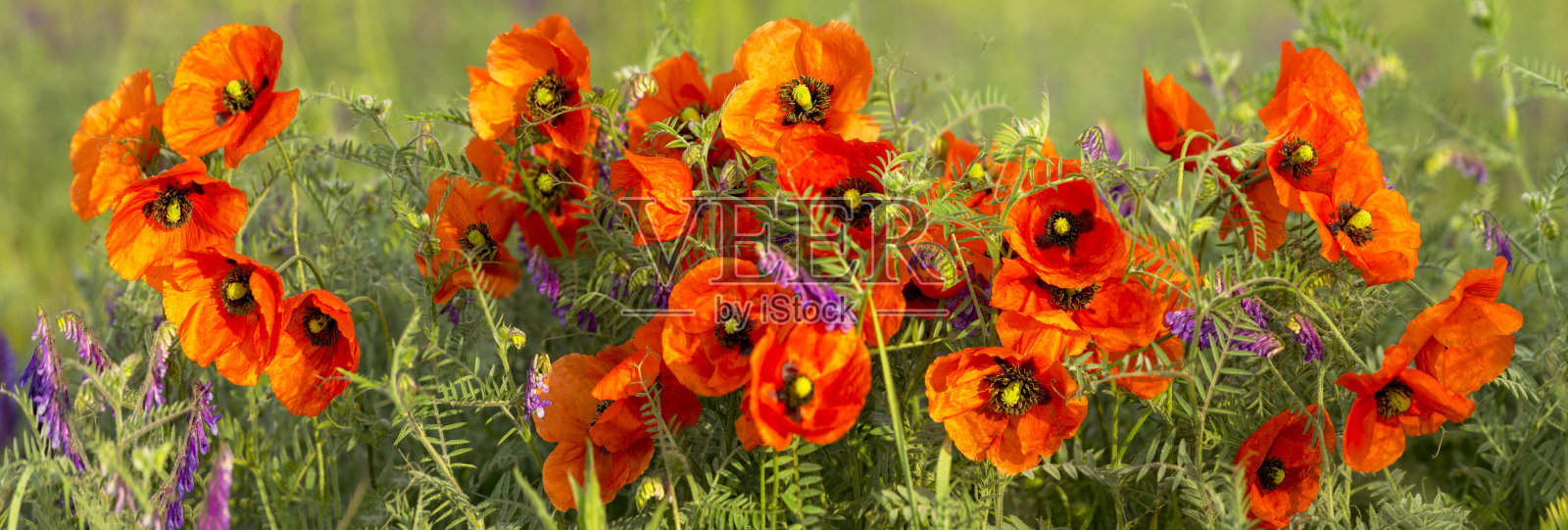 罂粟花的全景图照片摄影图片