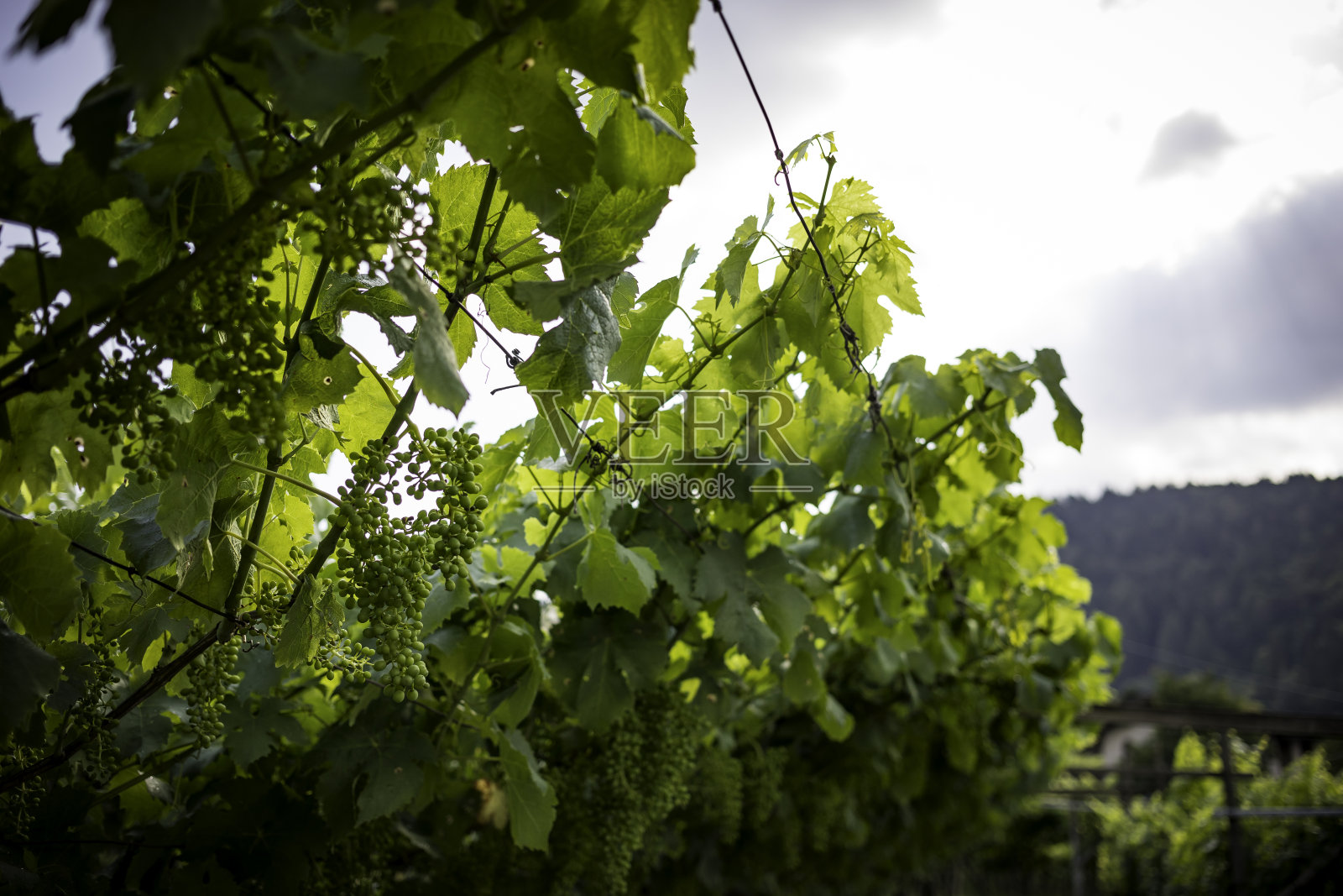 小葡萄园照片摄影图片