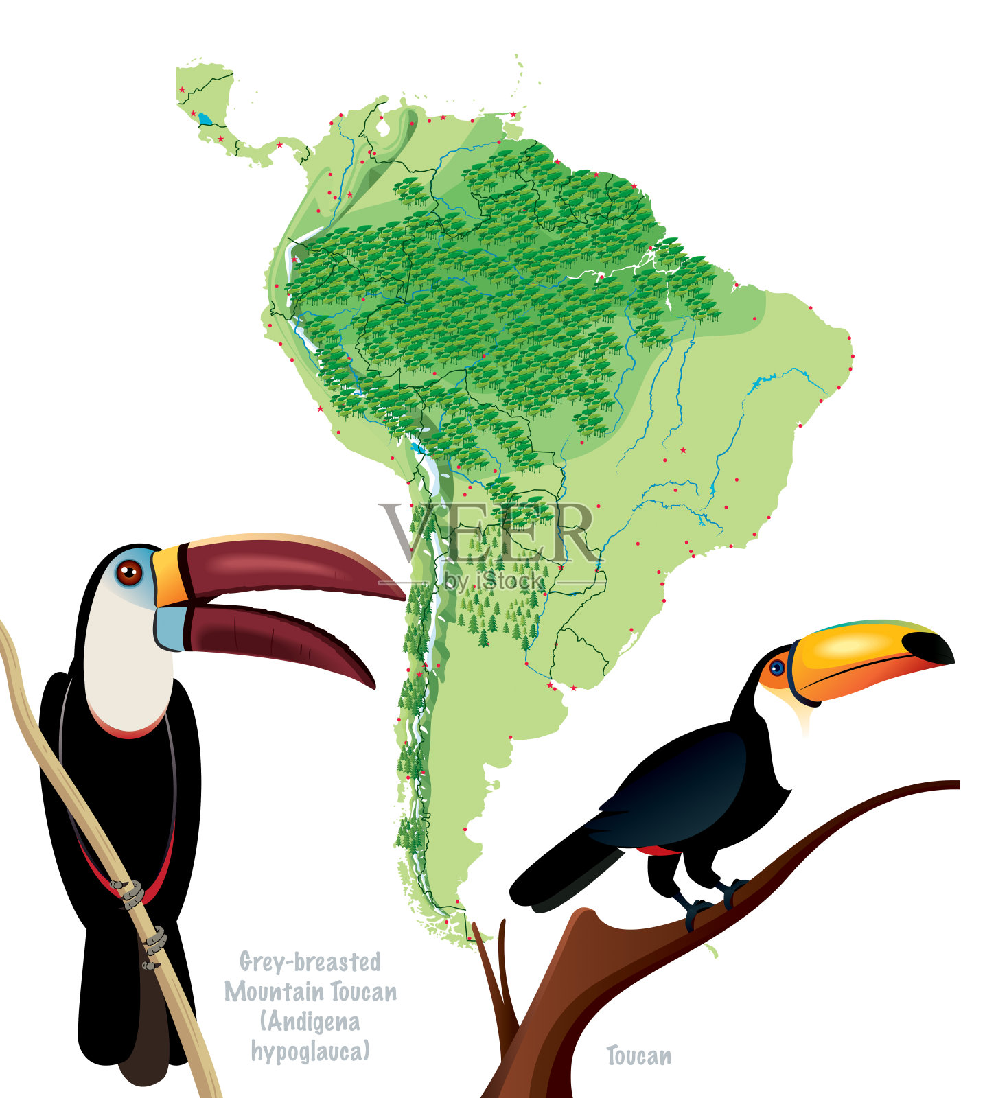 南美巨嘴鸟插画图片素材