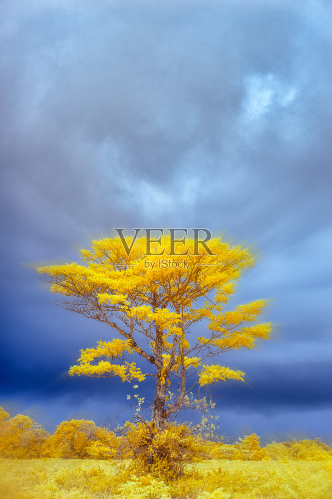 红外摄影照片摄影图片