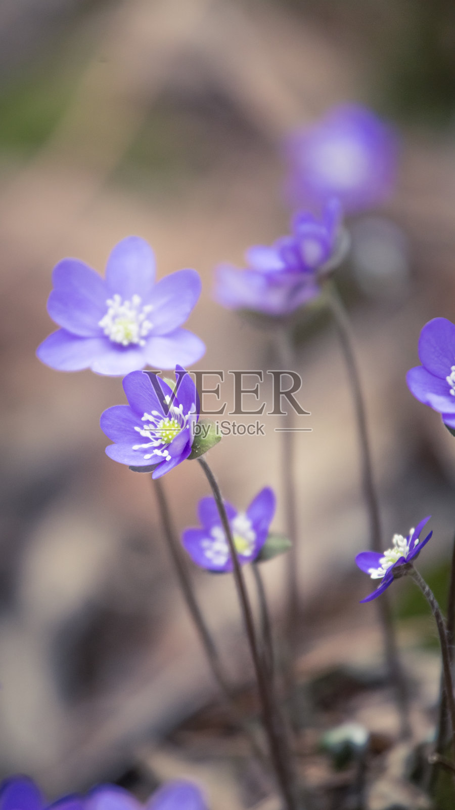 美丽脆弱的冬叶花在春天。春天在森林里开花。很酷的电影看。垂直图像准备移动使用。照片摄影图片