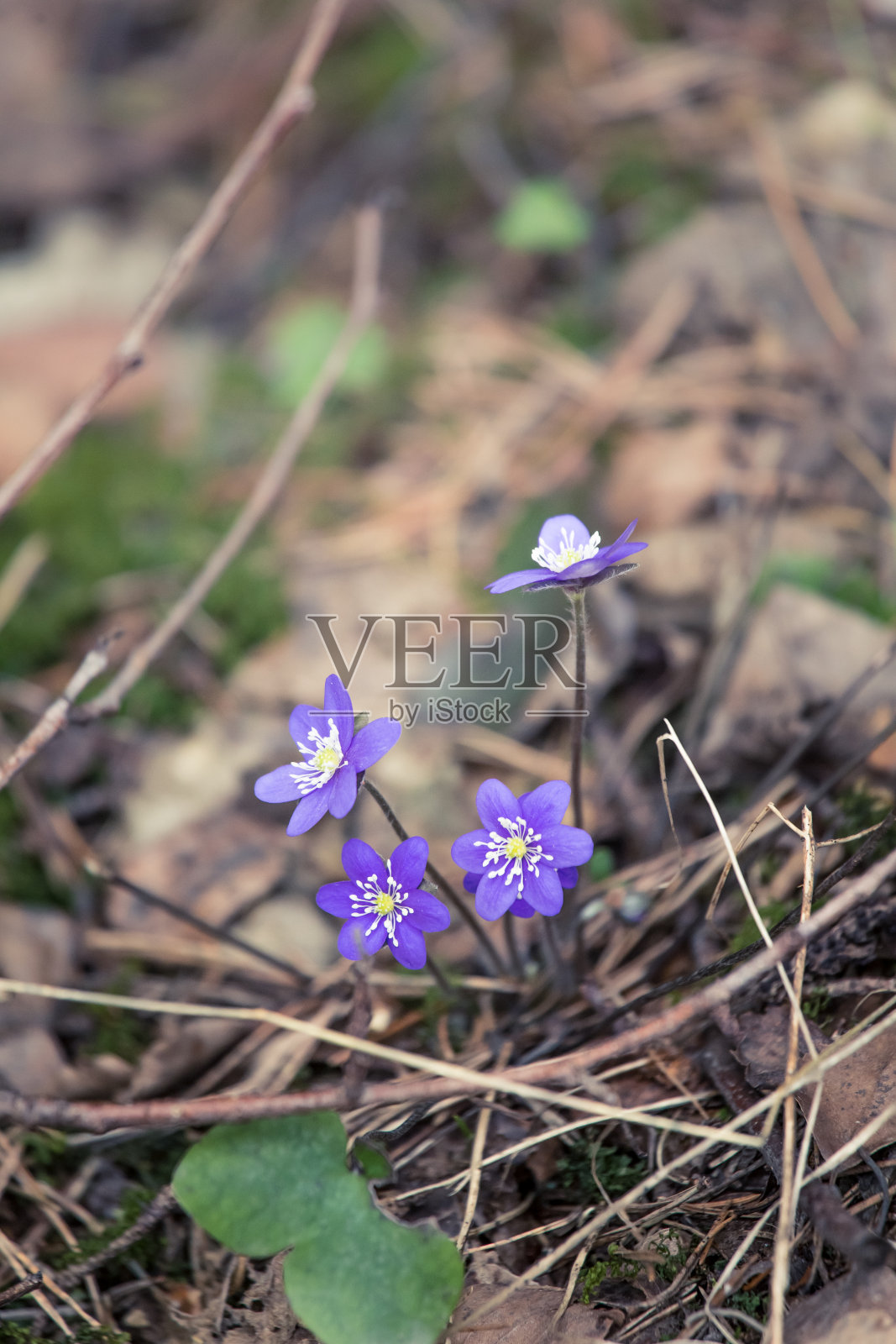 美丽脆弱的冬叶花在春天。春天在森林里开花。很酷的电影看。垂直图像准备移动使用。照片摄影图片