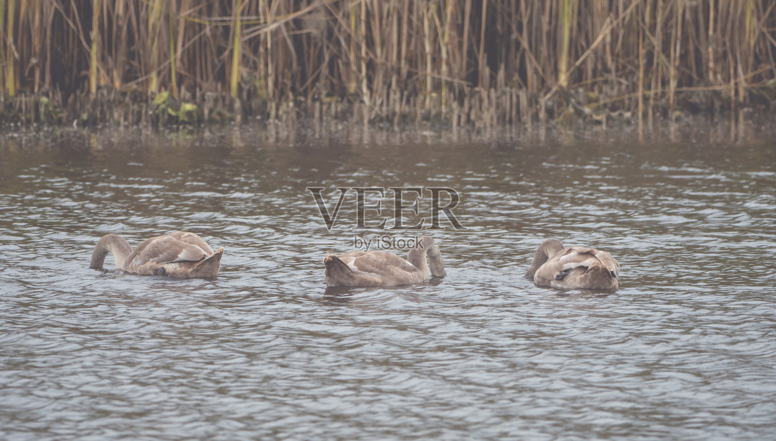 湖面上有许多美丽的棕色天鹅照片摄影图片