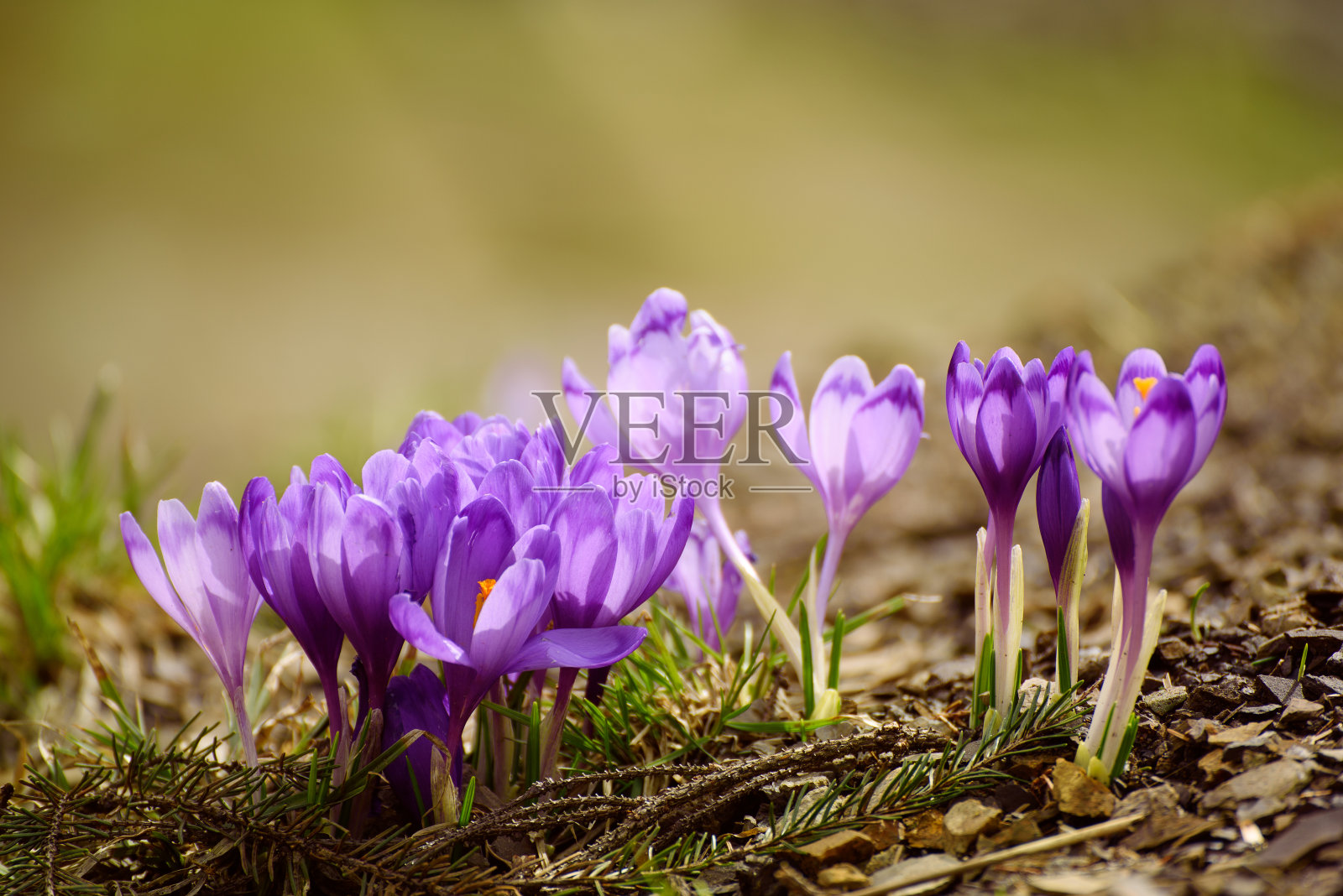 春季番红花的花照片摄影图片