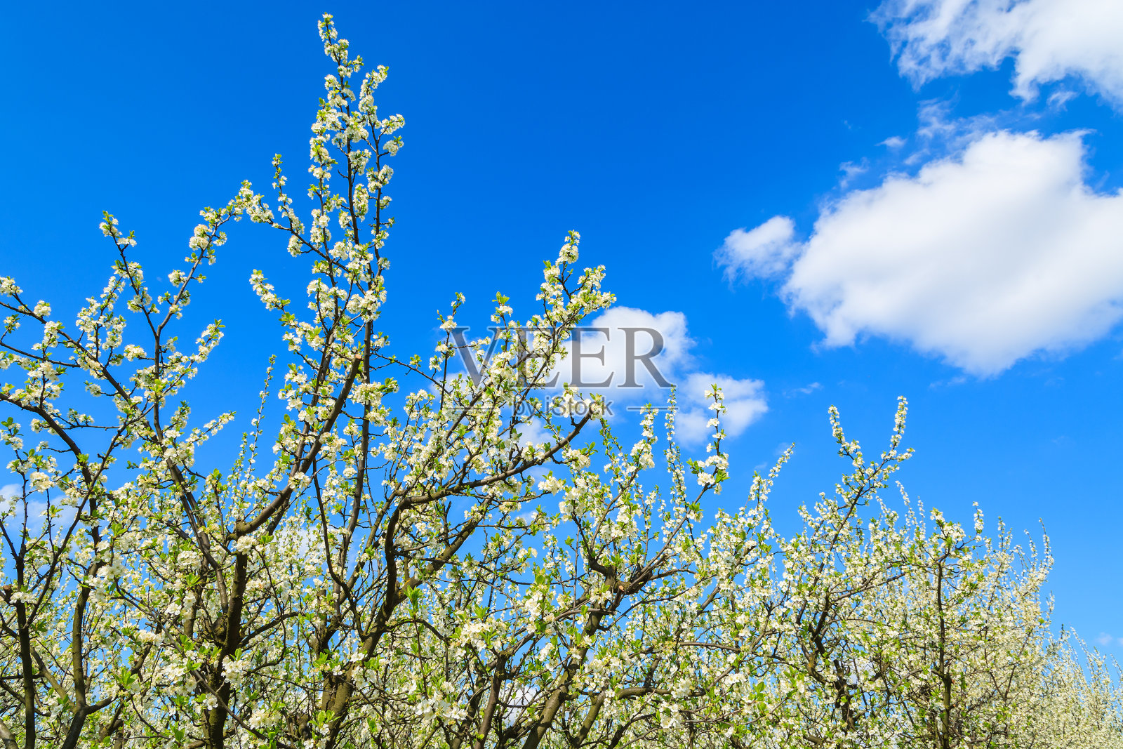 波兰Kotuszow村附近果园里盛开的李树照片摄影图片