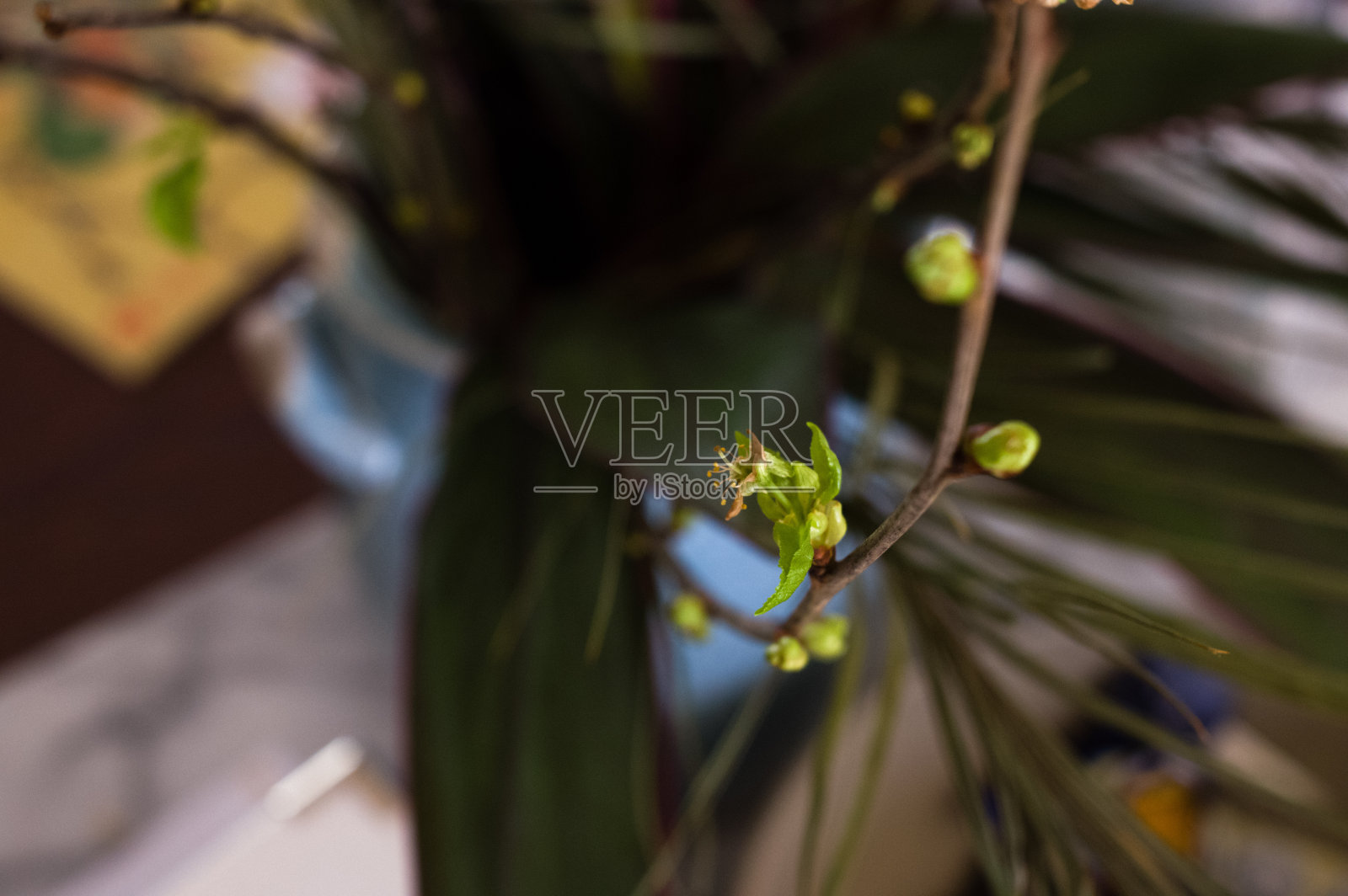 有枯萎的花、芽和嫩叶的树枝照片摄影图片