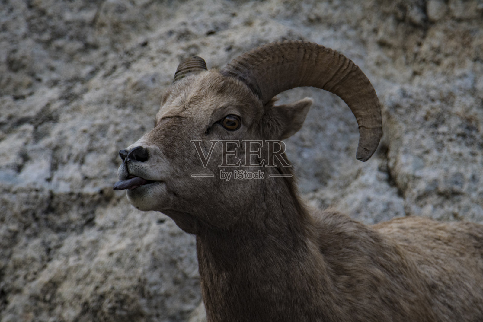 大角羊照片摄影图片