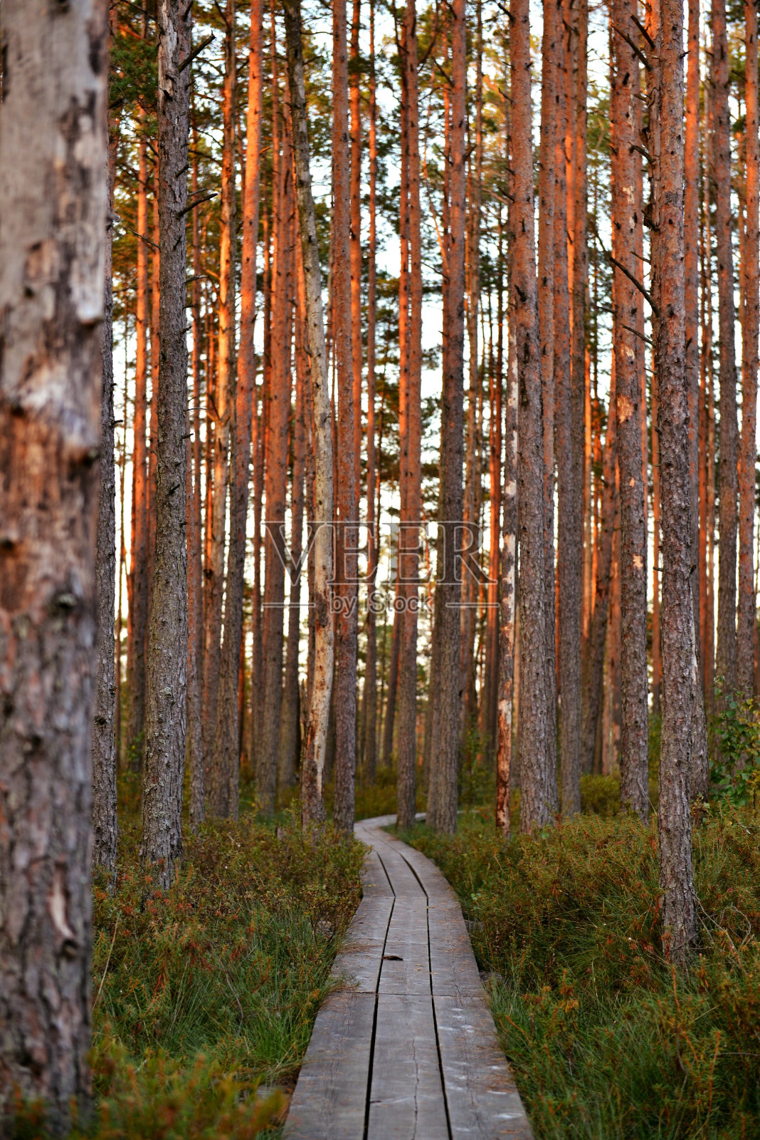 保护区的森林小径照片摄影图片