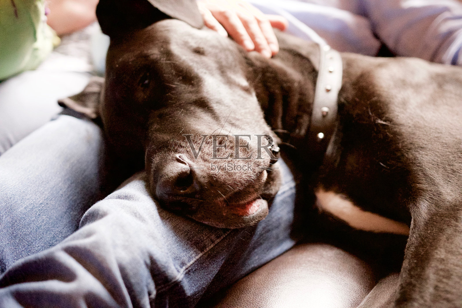 大丹犬躺在主人的腿上睡着了照片摄影图片