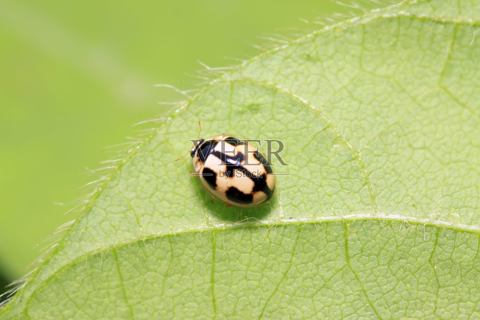 在野外植物上的研究照片摄影图片