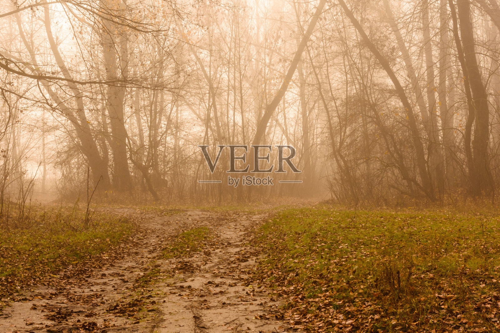 在寒冷的秋日，一条雾蒙蒙的森林里的路照片摄影图片