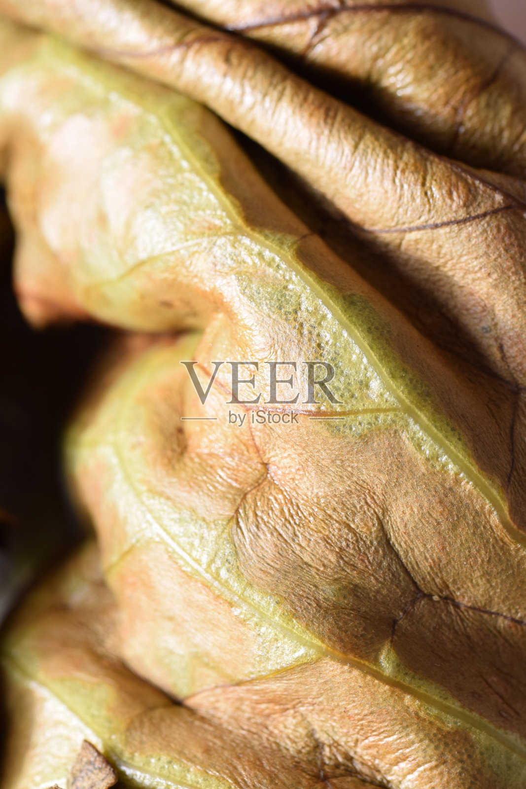 凋谢睡莲叶照片摄影图片