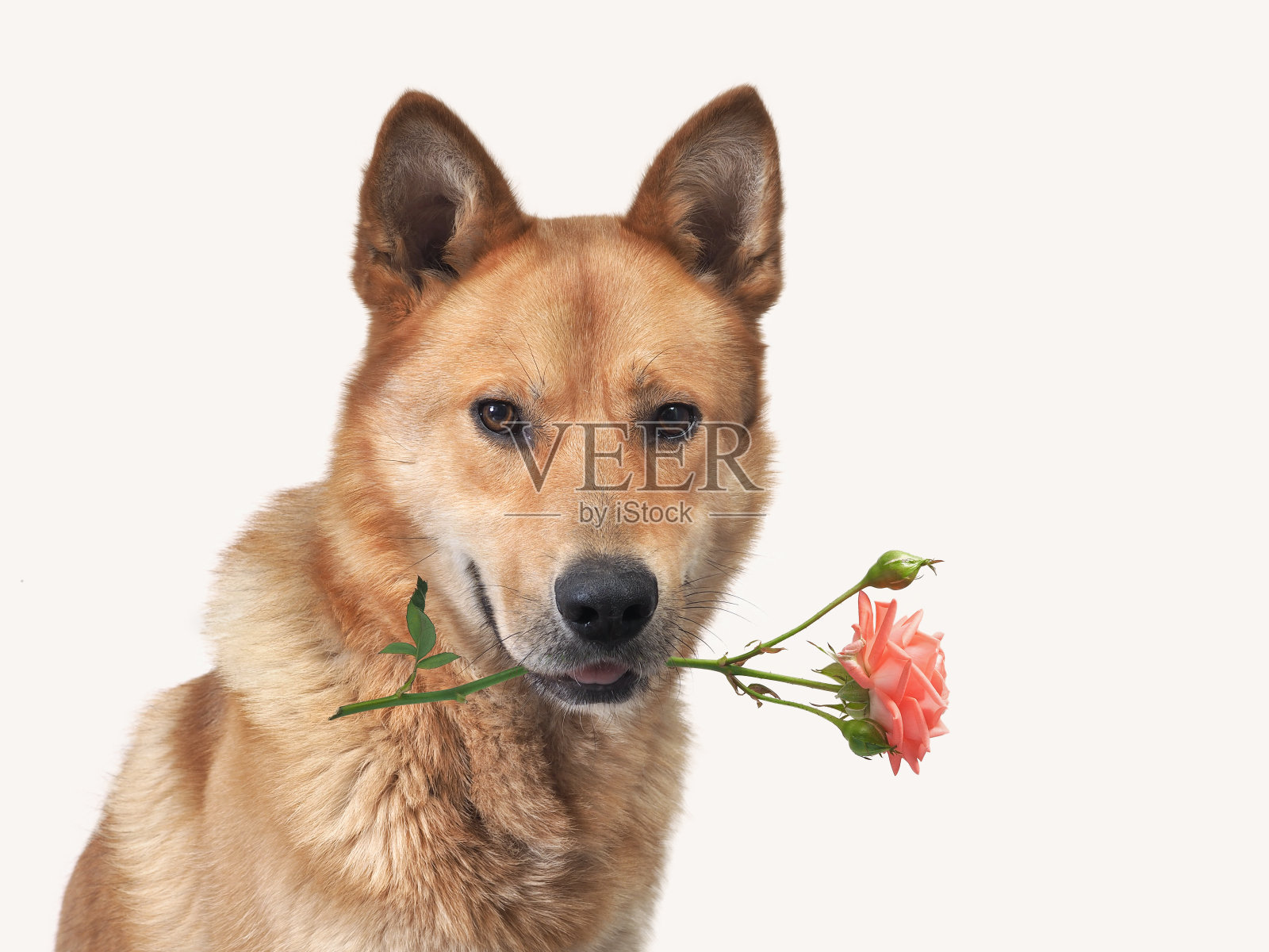 一条牙含玫瑰的大狗照片摄影图片