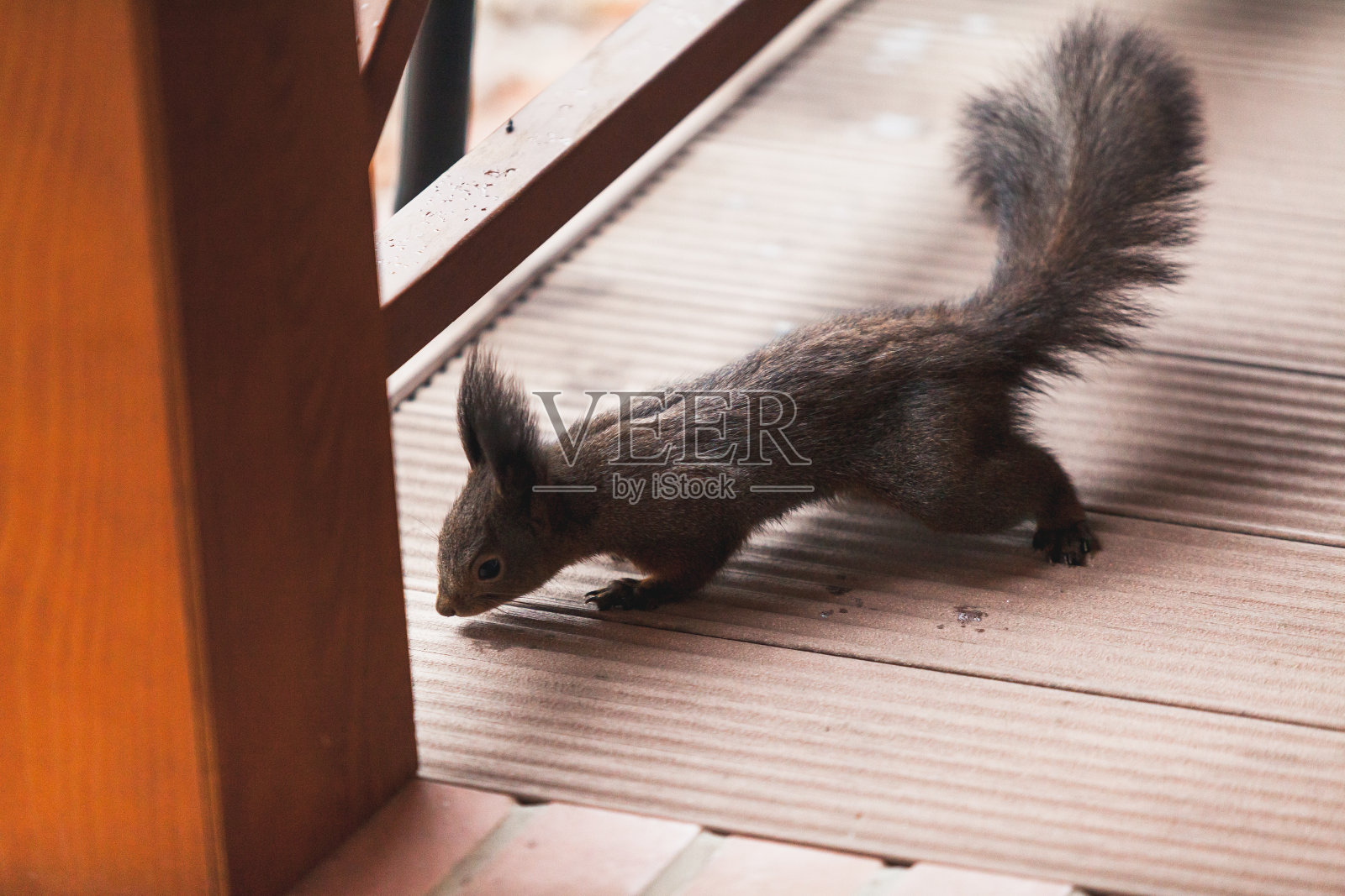 松鼠坐在阳台上照片摄影图片