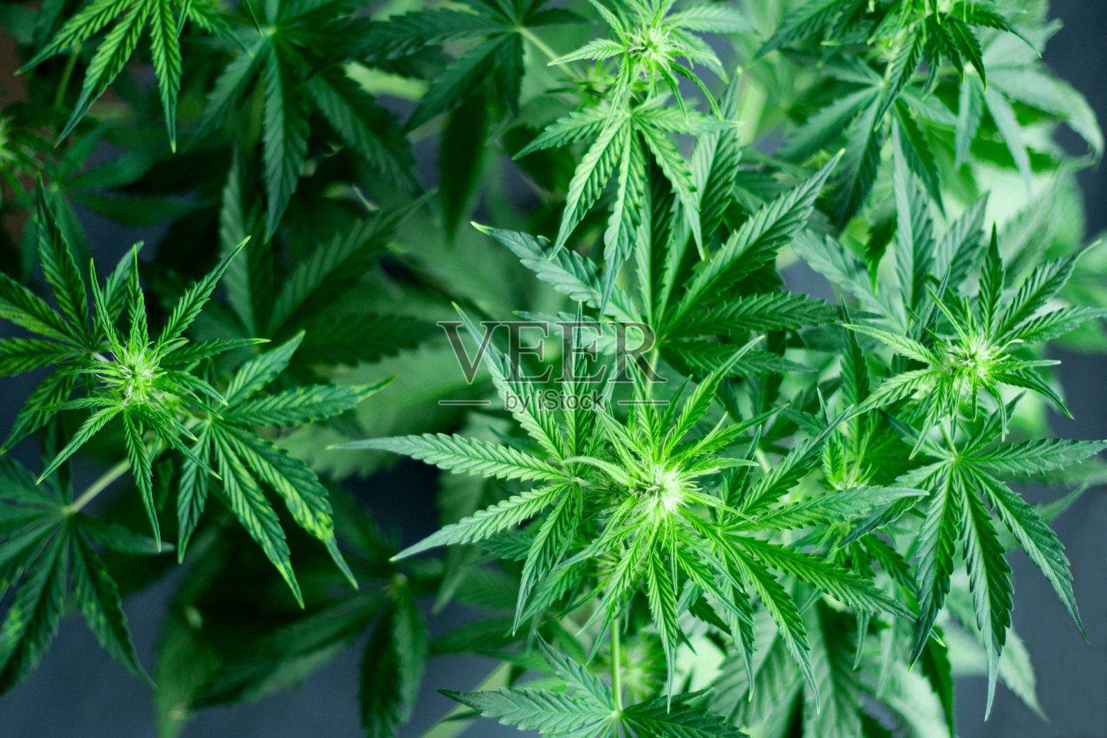 一株美丽的大麻植物在开花之初俯视图照片摄影图片