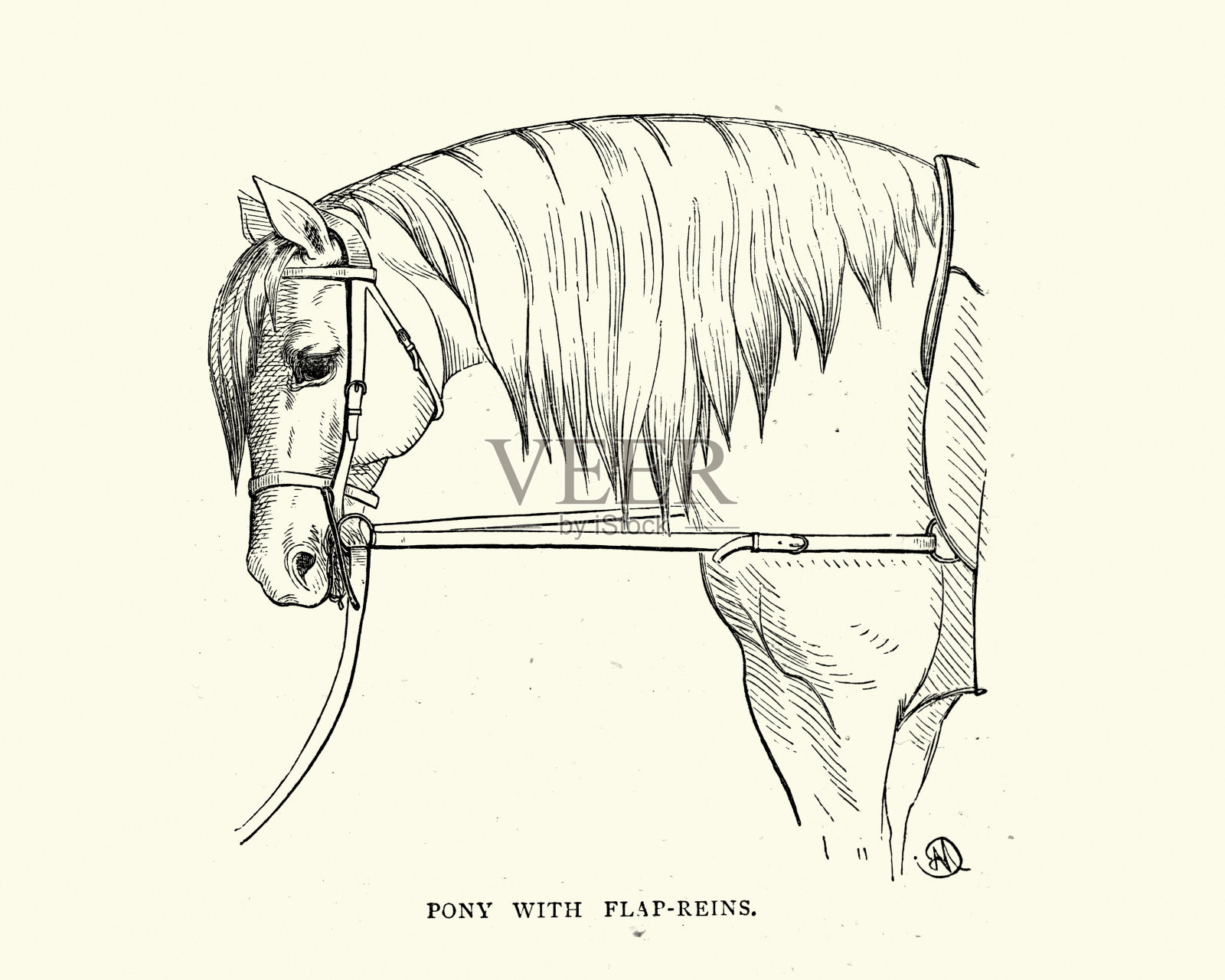 扁平缰绳的小马，19世纪插画图片素材