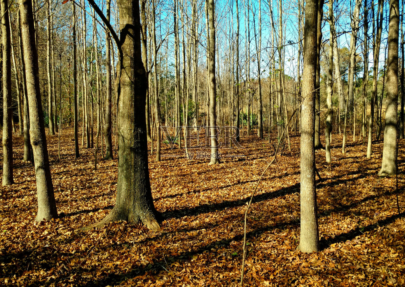 冬季森林照片摄影图片