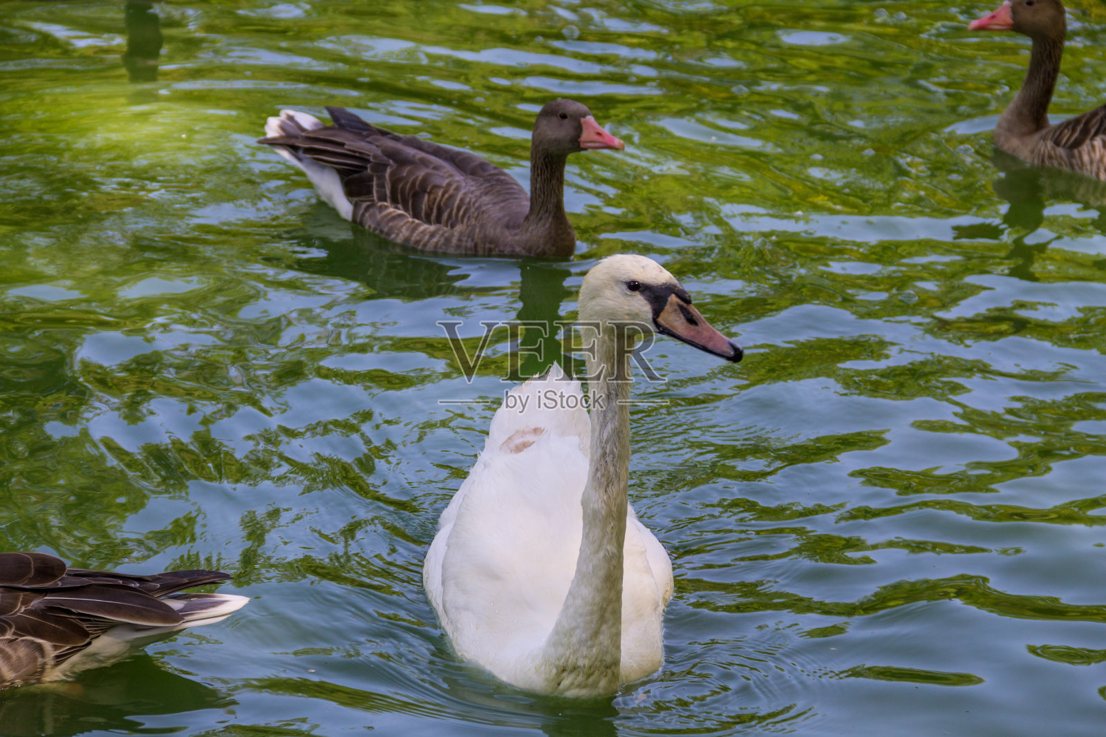 天鹅和鸭子在湖里游泳照片摄影图片