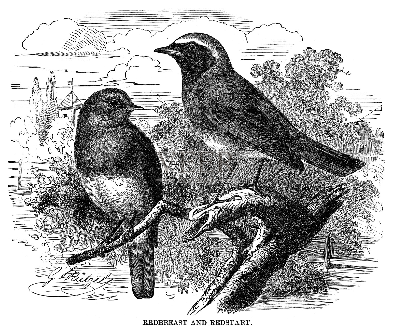 红雀和红雀设计元素图片