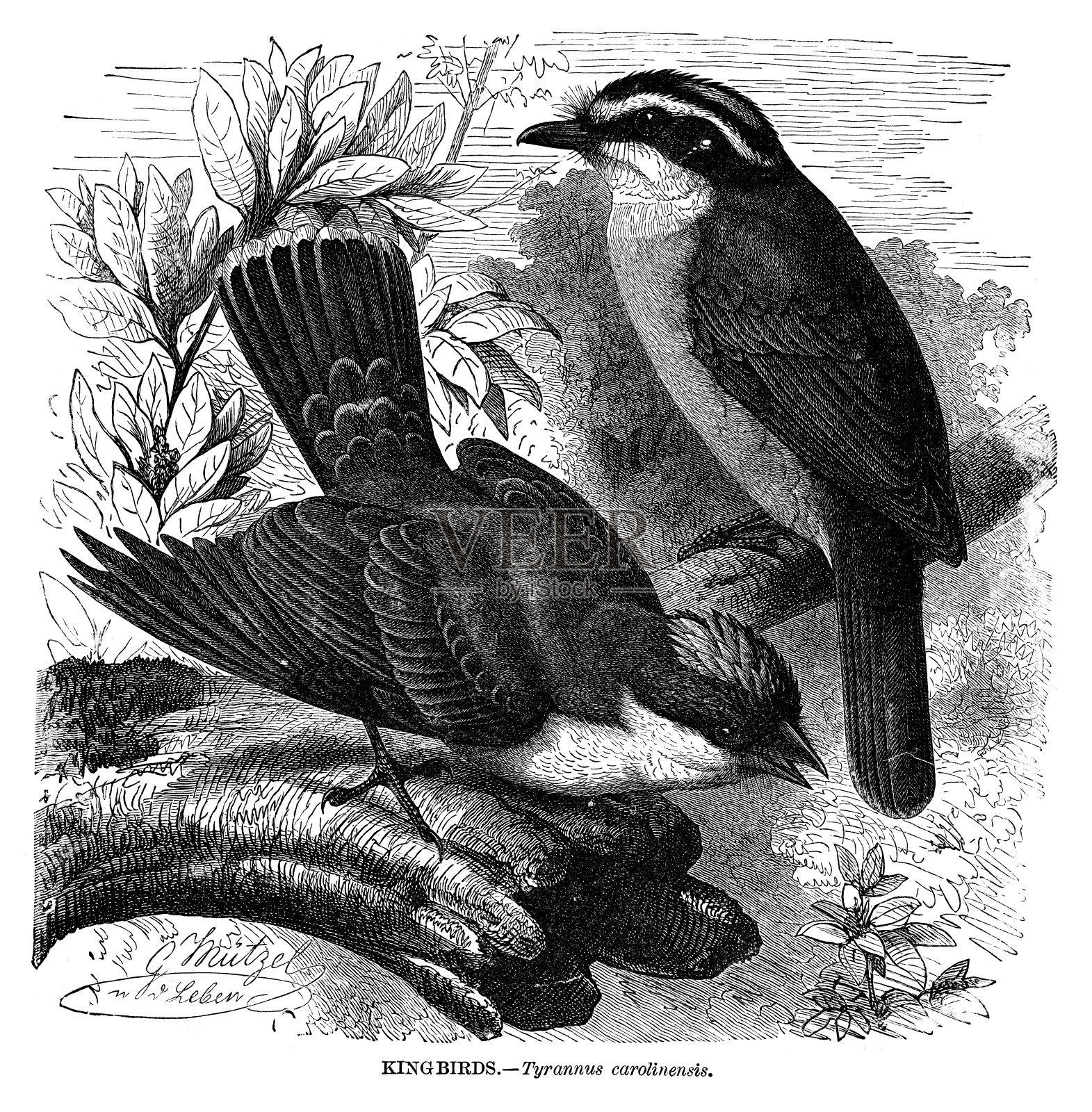 王鸟设计元素图片