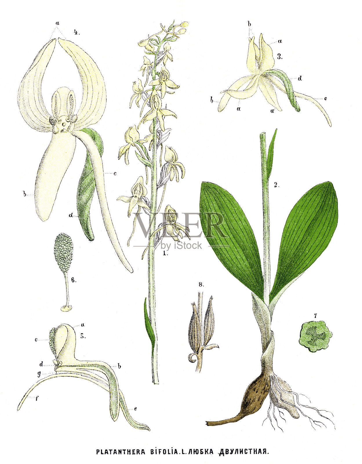 较小的蝴蝶兰设计元素图片