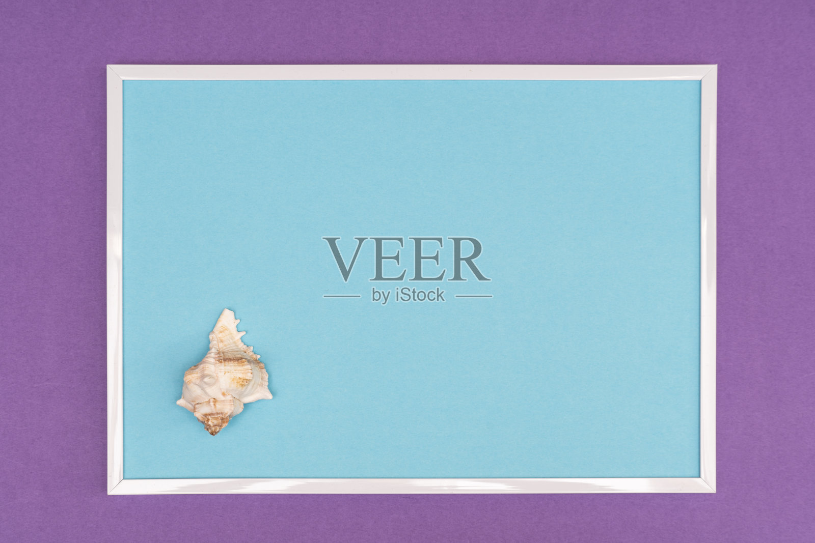 白色贝壳组成照片摄影图片