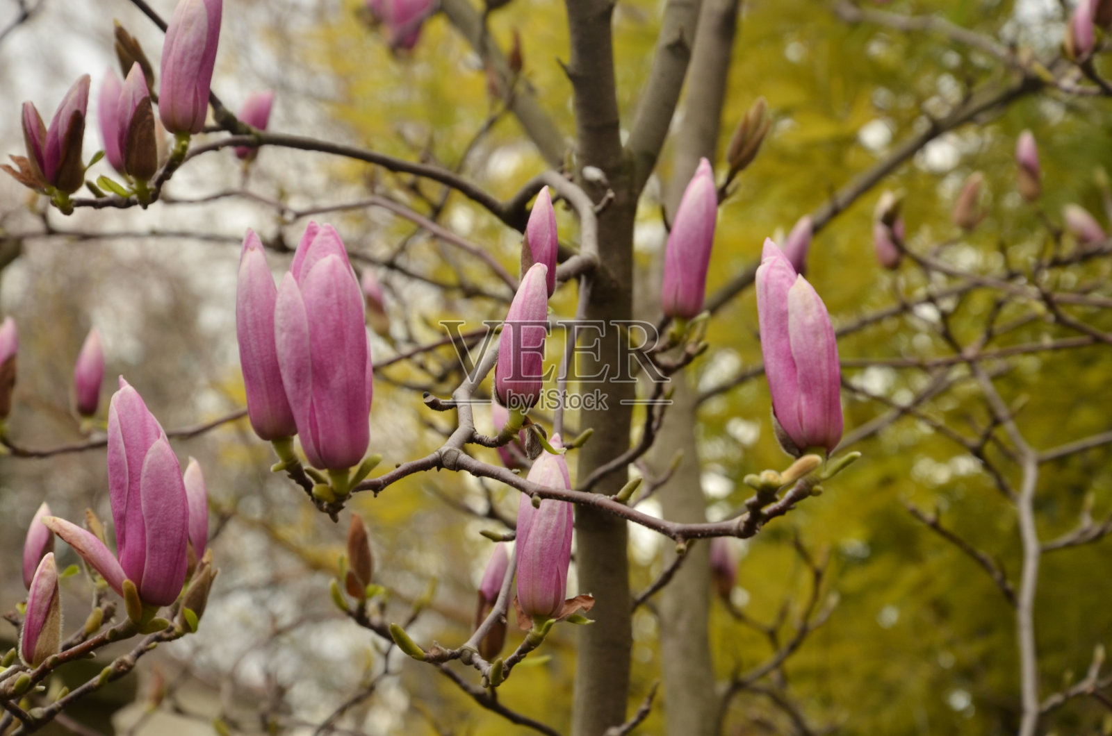 树和花照片摄影图片