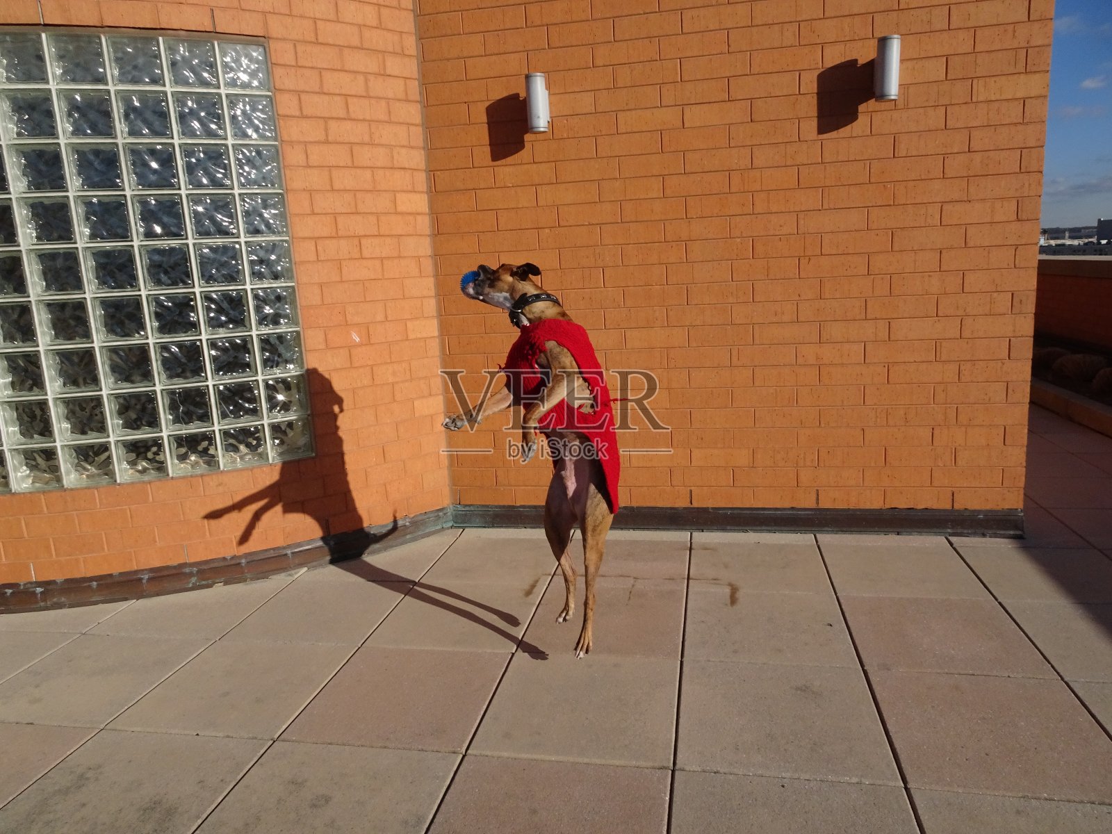 一只拳师狗坐在一个砖的背景照片摄影图片