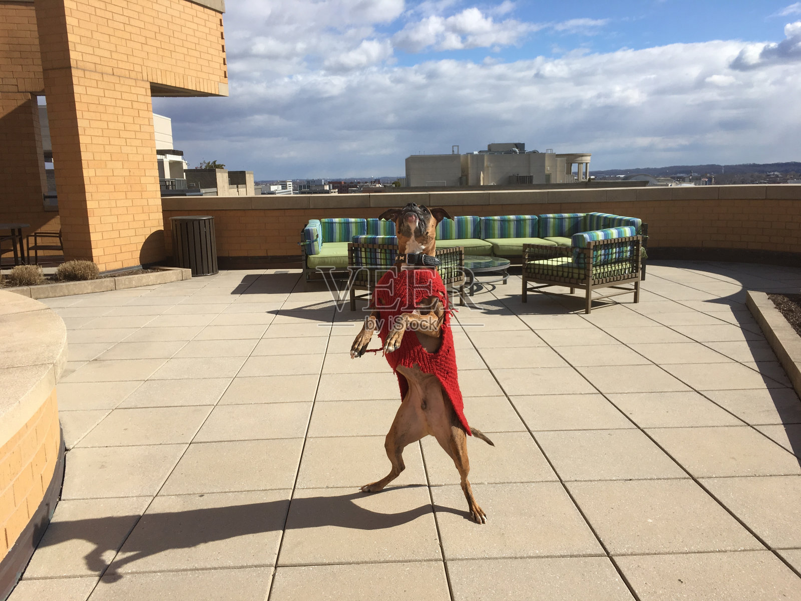 穿着毛衣的狗在玩耍照片摄影图片