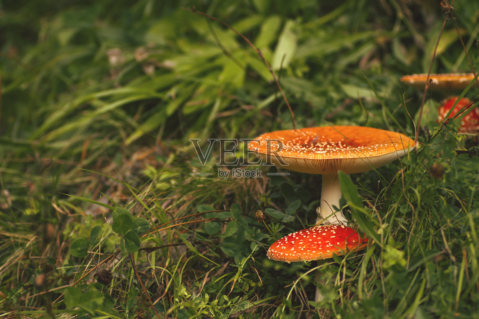 陈放蘑菇照片摄影图片