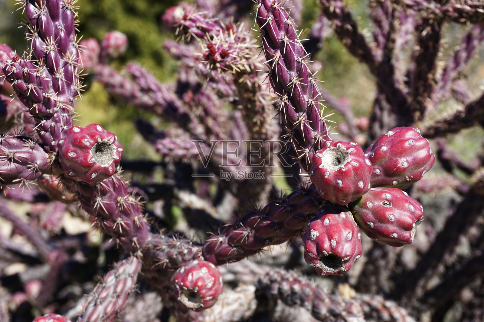 美国西南部沙漠中盛开的红色仙人掌照片摄影图片