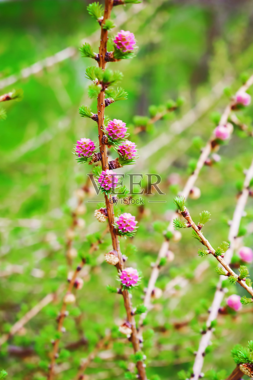 早春落叶松木材上粉红色的花照片摄影图片