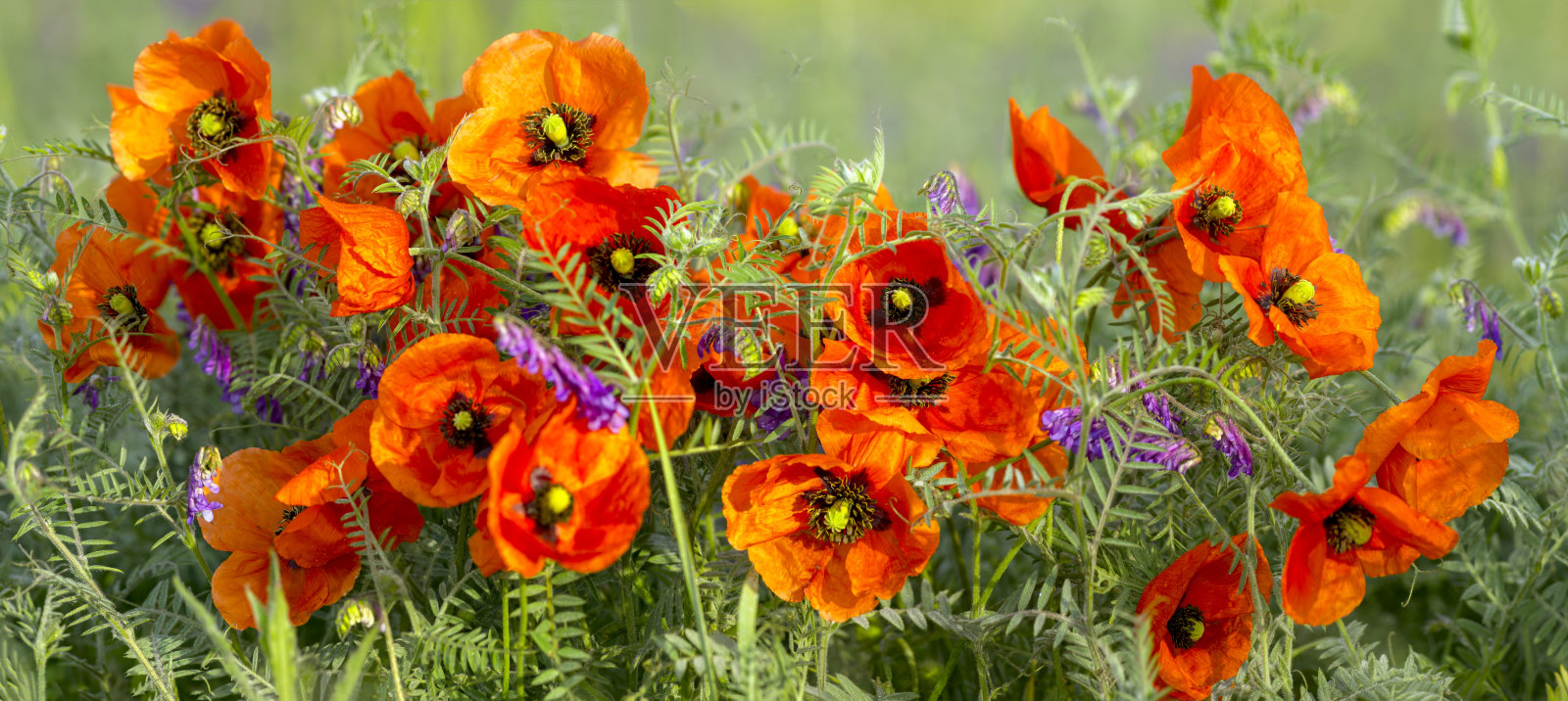 罂粟花的全景图照片摄影图片