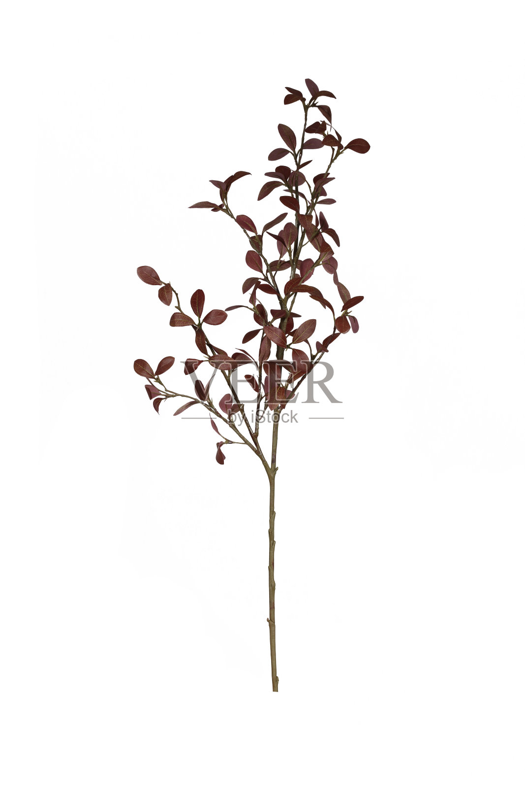 白底花照片摄影图片