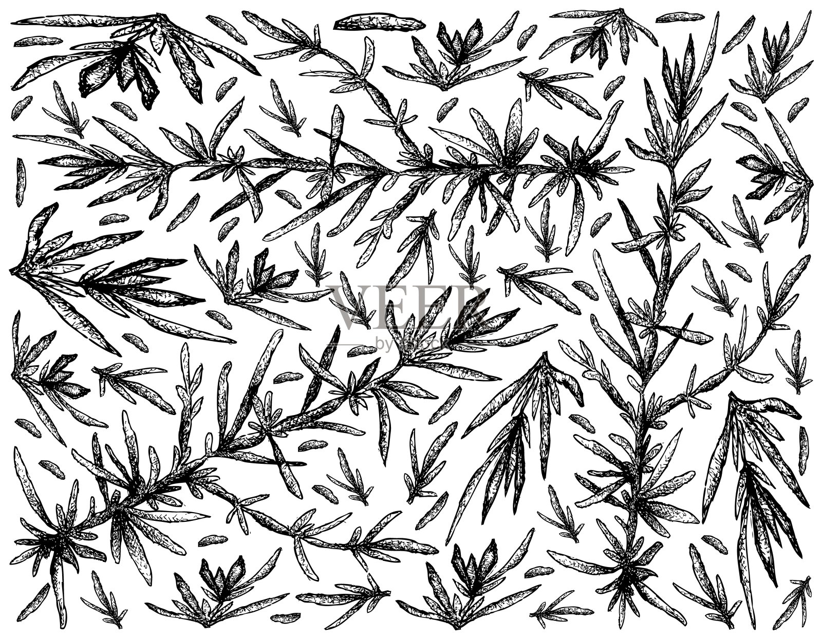 手绘海草在白色的背景插画图片素材