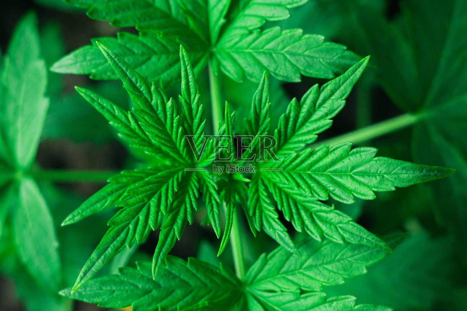 一个年轻的大麻植物植物，大麻生长季节的美丽叶子和肩带的微距照片照片摄影图片