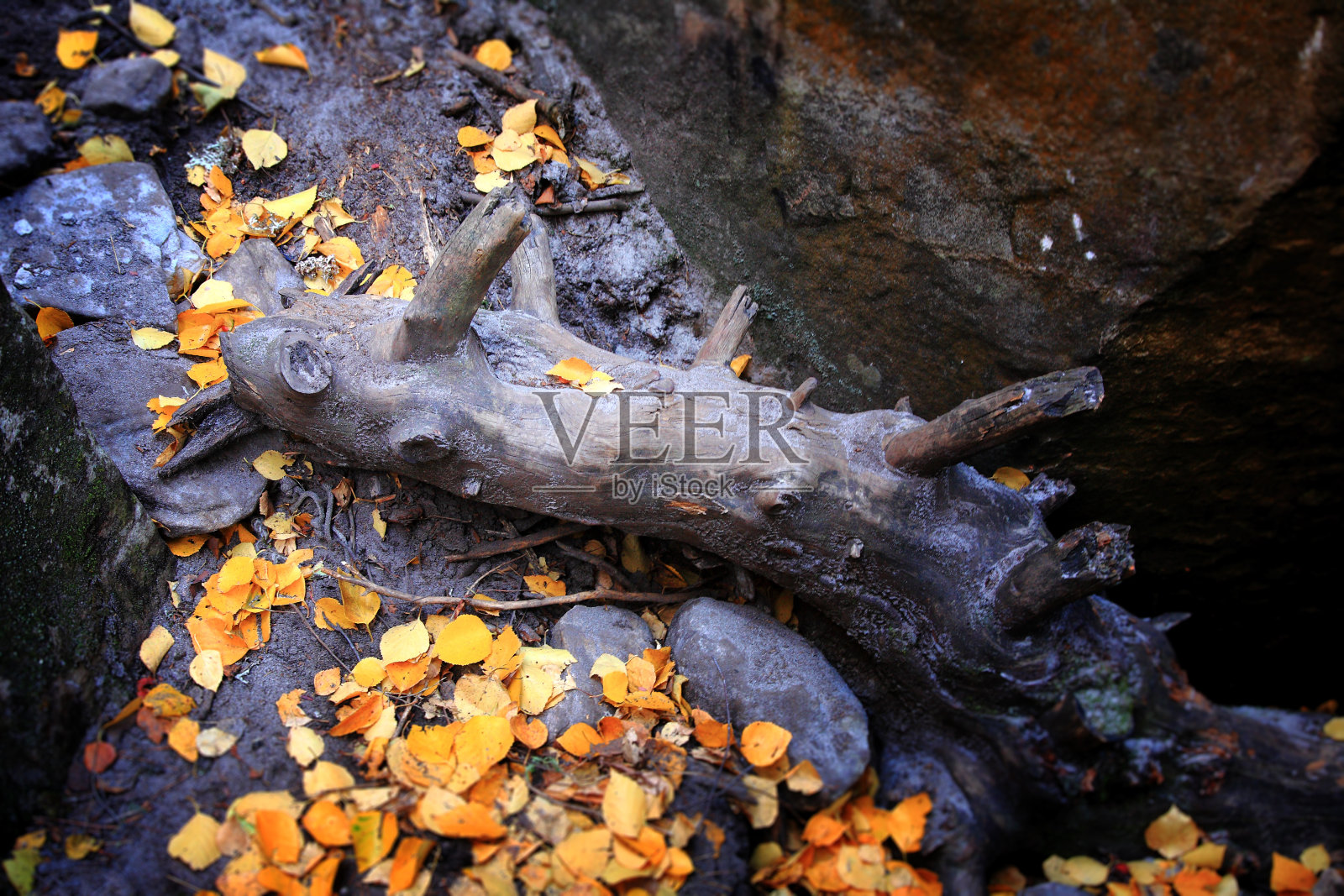 登录表单照片摄影图片